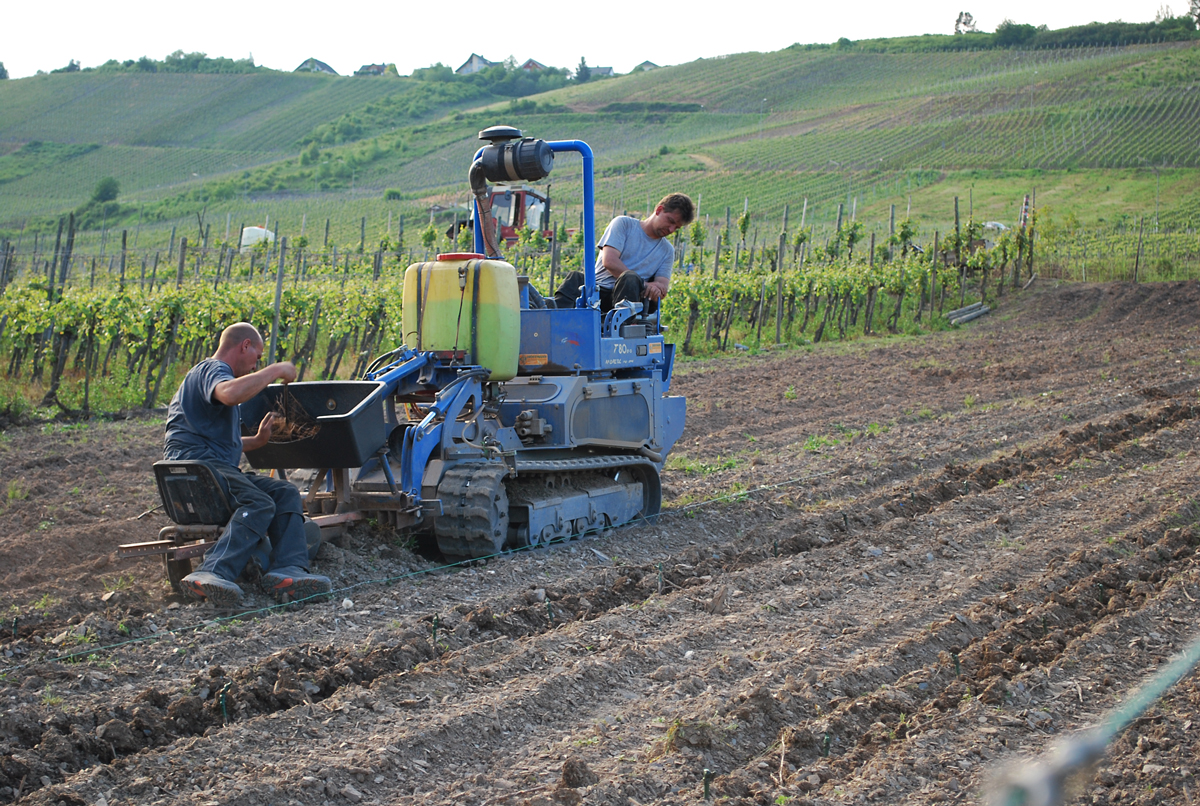 Die Arbeit im Weinberg